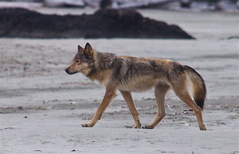 Vancouver Island Wolf Canis Lupus Crassodon Engangered Subspecies