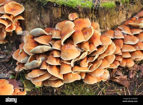 Wild Mushrooms Growing On Tree Stump Stock Photo Alamy