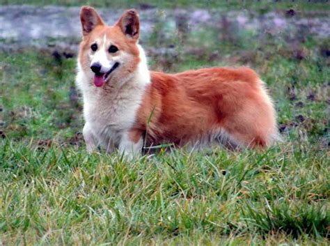 Fluffy Pembroke Welsh Corgi For Sale Petsidi