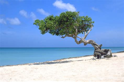 Most Beautiful Beaches Of Aruba Travel Around The World Vacation