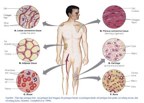 Check spelling or type a new query. Muhammad Abdillah, S.Pd: Laporan Lengkap Jaringan Otot