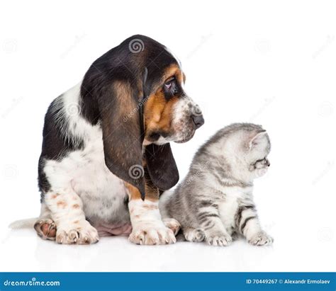 Kitten And Basset Hound Puppy Looking To The Side Isolated On White