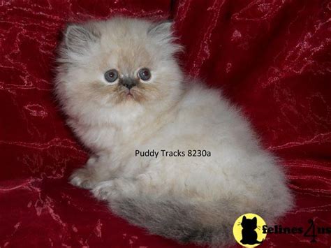 Himalayan Kitten For Sale Beautiful Tortie Lynx Point Exotic Longhair