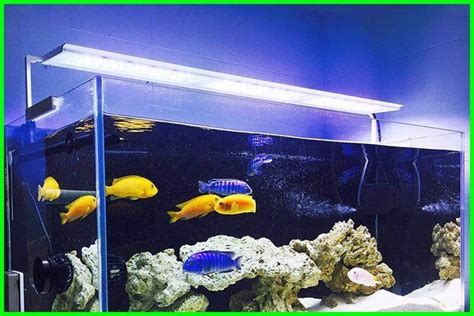 We did not find results for: Berapa Lama Lampu Aquarium Dinyalakan di 2020 | Ikan, Jenis, Lampu