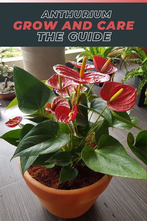 Anthuriums Aka The Flamingo Plant Is The Worlds Longest Blooming