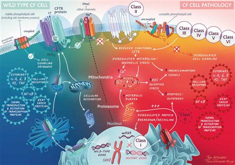 Overview Of Cftr Modulators And Gene Therapy Intechopen