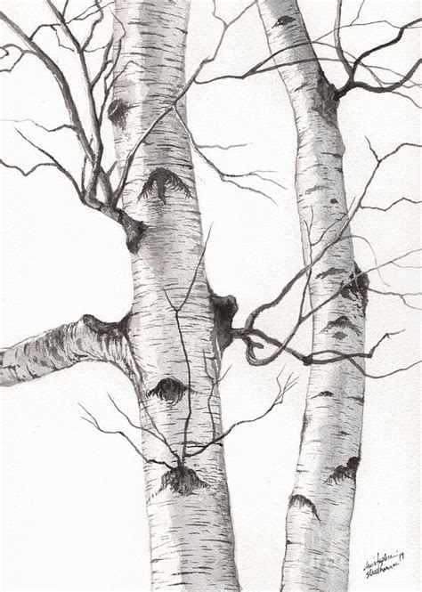Two Wild Birch Trees In Watercolor By Christopher Shellhammer Birch