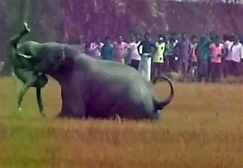 Vídeo elefante mata homem na Índia