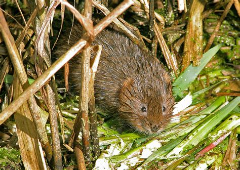 Water Vole And Otter Surveys