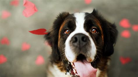 Wallpaper Dog Protruding Tongue Face Eyes Hd Picture Image
