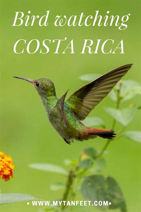 Spotting The Colorful Tropical Birds Of Costa Rica Costa Rica