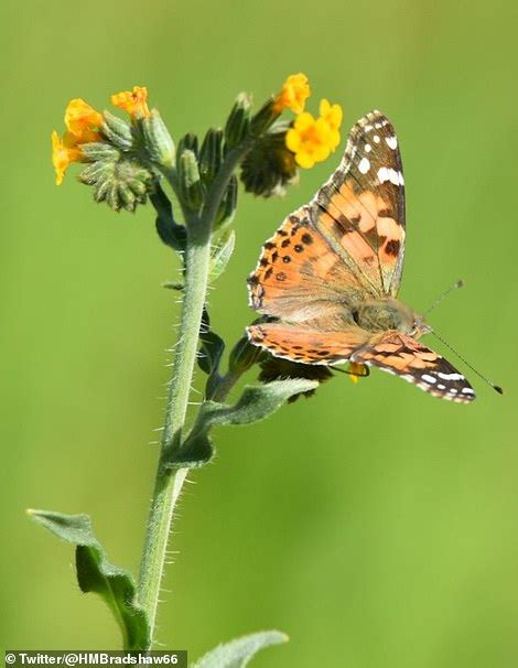 Swarms Of Painted Lady Butterflies Fill The Sky In California During