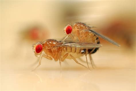The Sex Life Of The Female Fruit Fly Finally Gets The Attention It Deserves The Verge