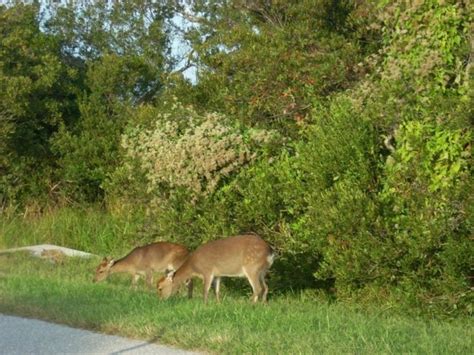 Reasons You Should Visit Assateague Island In Maryland Hubpages