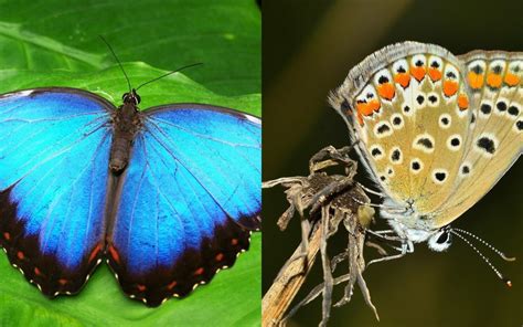 Diferencias Entre Mariposa Y Polilla Hay Diferencia