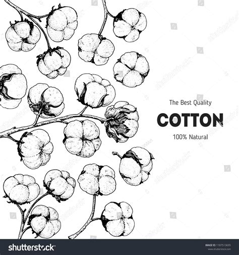 Cotton Hand Drawn Sketch Vintage Vector Illustration Design Template