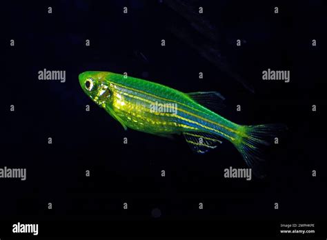 Fluorescent Freshwater Fish Electric Green Zebra Danio Fish Glo Fish