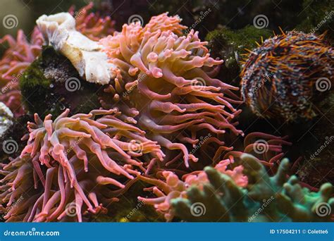 Sea Anemone Predatory Animal Stock Image Image Of Corals Tropical