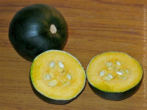 Pepo) is a variety of summer squash that was domesticated from two wild varieties; Gem squash central - how to find them, how to grow them ...