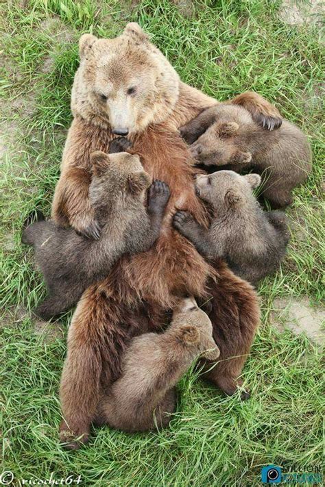 I Just Love Seeing A Momma Bear Taking Care Of Her Babies And A Hard