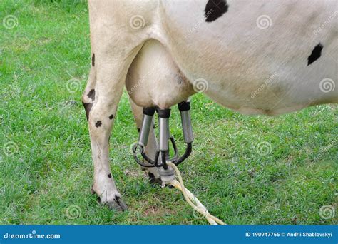 Milking Cows In The Open Air The Udder Of A Cow Close Up Stock Image