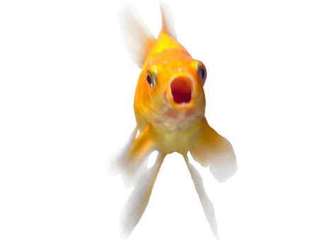 How Big Can A Goldfish Grow Vet Help Direct