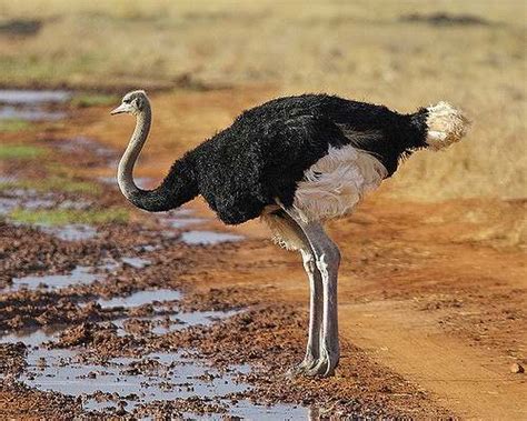 Ostrich Facts For Kids Kids Animals Facts
