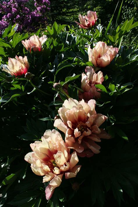 Photo Of The Bloom Of Intersectional Peony Paeonia Kopper Kettle