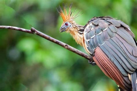 37 Stunning Birds With Mohawks With Pictures