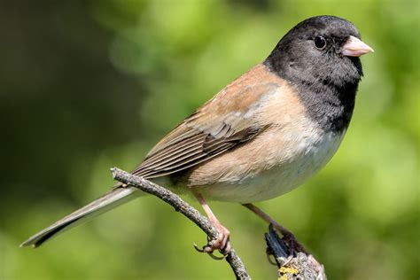 How To Attract Juncos To Your Yard