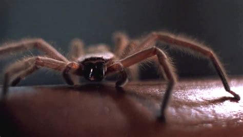 Arachnophobia 1990