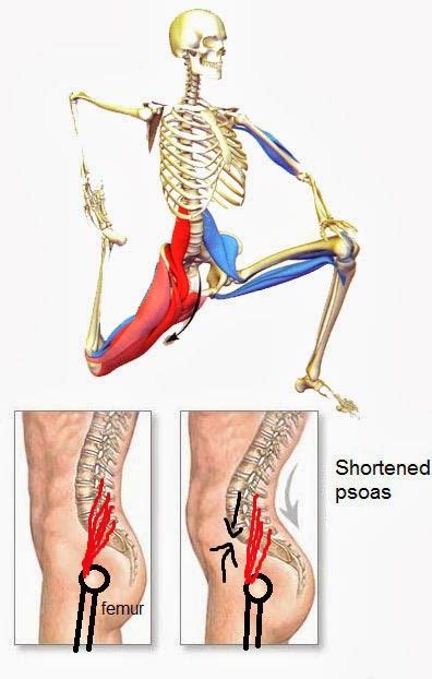 Understanding the lower back muscles. Pin on Exercise