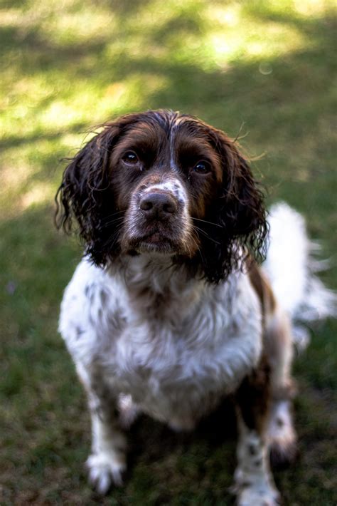 Guide To English Springer Spaniels Guides Community Scratch And Patch