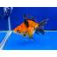 Calico Short Tail Ryukin 4 45 Inches  Living Water Goldfish & Koi Farm