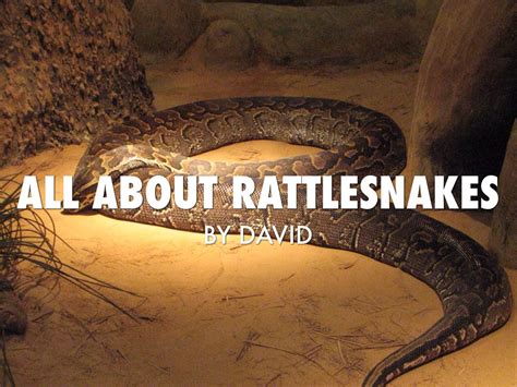 All About Rattle Snakes By Boexx044