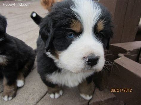 Love The Blue Eyes Dog Pictures Puppies Mountain Dogs