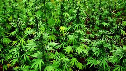 Weed Marijuana Drugs 420 Jane Mary Wallpapers