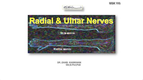 Solution L11 Radial Ulnar Nerves Studypool