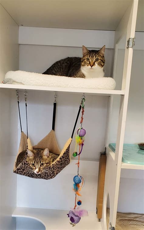 Cat Daycare And Lodging Quickpaws