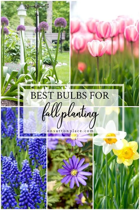 Best Bulbs For Fall Planting 5 Favorites To Plant In The Fall Months