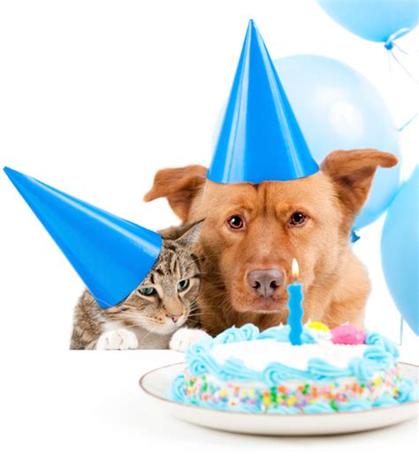 Calculating Dog And Cat Years