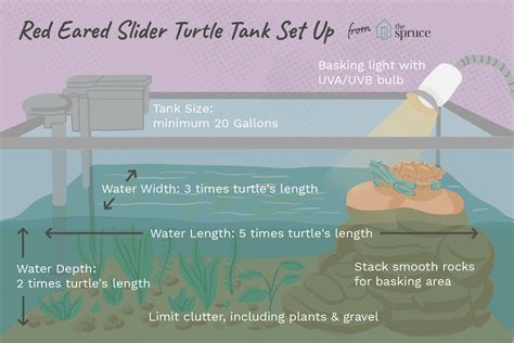How Big Does A Turtle Tank Have To Be Turtlean