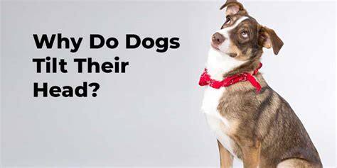 Why Do Dogs Tilt Their Head Know The 4 Amazing Reasons Tdg