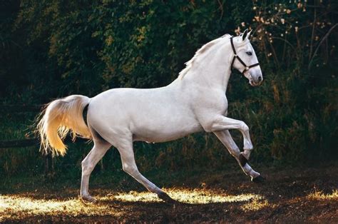 arti mimpi melihat kuda putih