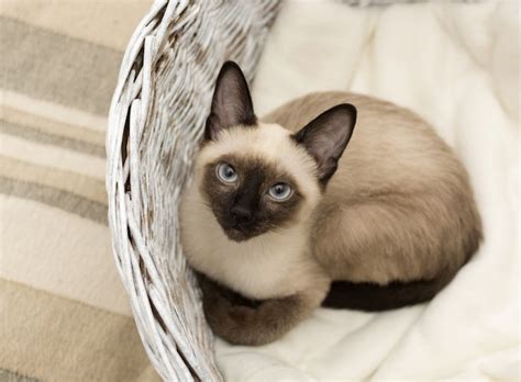 Cat coats: the different colours and markings - Yummypets