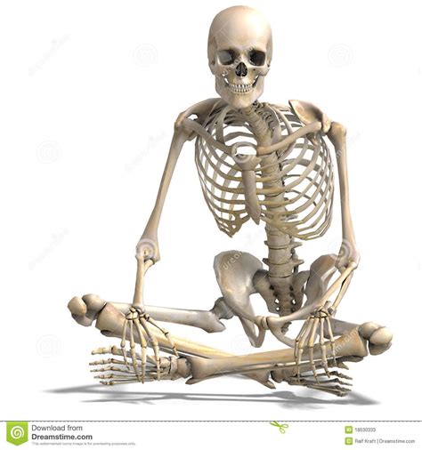 Illustration About Anatomical Correct Male Skeleton 3d Rendering With Clipping Path And Shadow