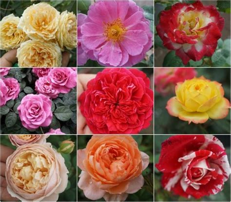 Các Loại Hoa Hồng đẹp Nhất Hiện Nay Và ý Nghĩa Của Chúng