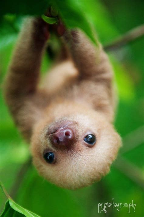 Related Image Baby Sloth Cute Small Animals Baby Animals