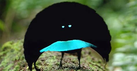 New Bird Of Paradise Described From West Papua Birdguides