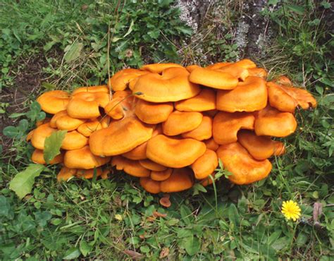 Chanterelle Cantharellus Cibarius Mushroom